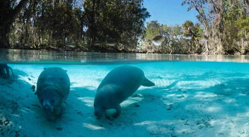 Mais de 30 peixes-boi morrem devido ao frio extremo na Flórida.