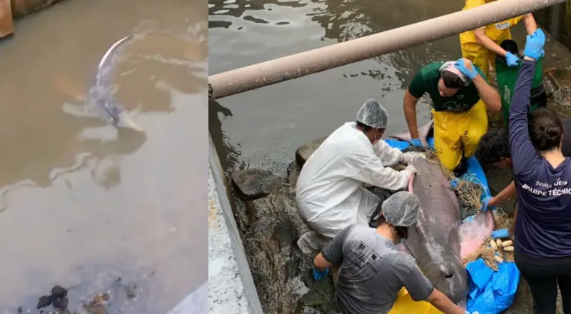 Boto-cor-de-rosa fica encalhado em rip rap; entenda a situação.
