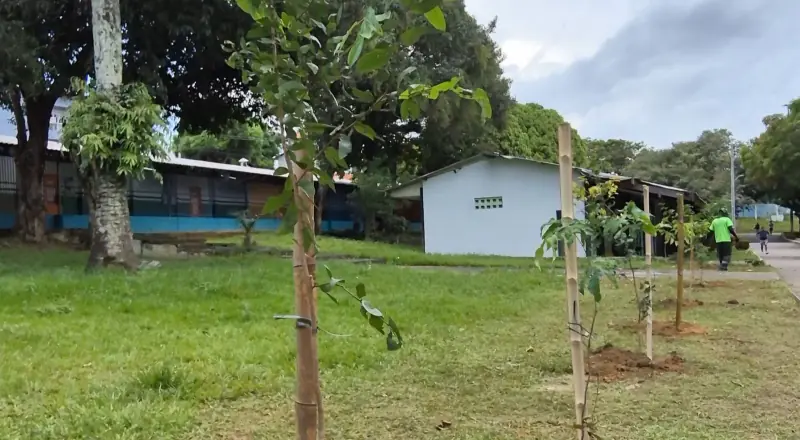 Prefeitura realiza manutenção da arborização e renova o CSU