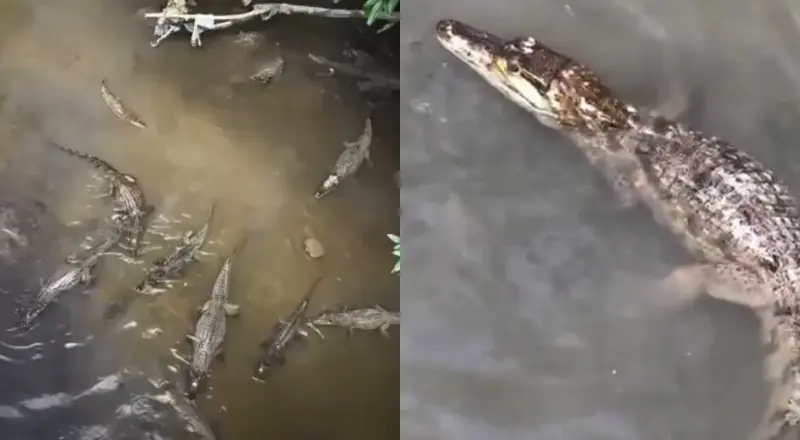 O igarapé mais fraco de Manaus: jacarés se refrescam juntos