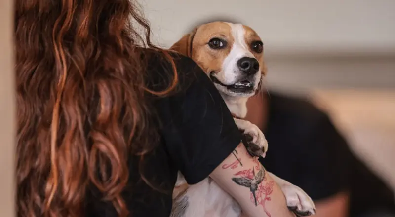 Governo Federal sanciona lei que define normas para guarda de pets