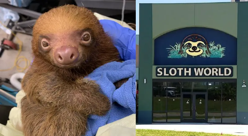 Tragédia na Flórida: Sloth World fecha após morte de 31 sloths