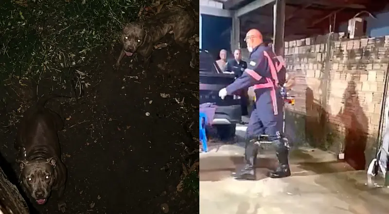 Ladrão pula muro e se depara com Pitbulls impiedosos: ação rápida!