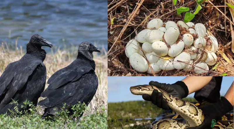 Natureza contra-ataca: Urubus combatem pítons na Flórida