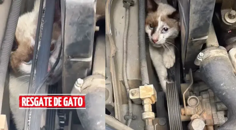 ‘Bichano’ resgatado de motor de carro em Manaus pelos Bombeiros