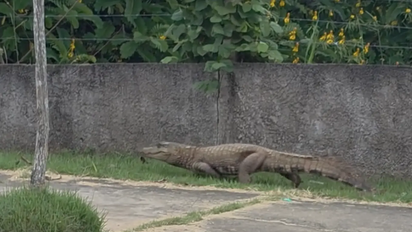 Momento de tensão: jacaré gigante interrompe treino em parque