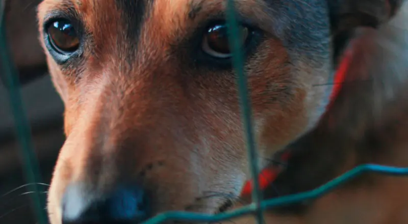 Revoltante: suspeito de abuso a cachorro é preso em Manaus