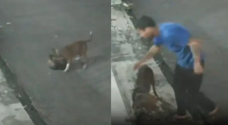 Tutor de pitbull é alvo de críticas após ataque a gato em Manaus