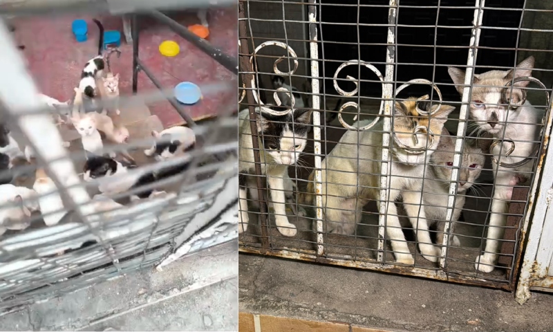 Cerca de 30 gatos ficam abandonados em casa após chacina no São Jorge