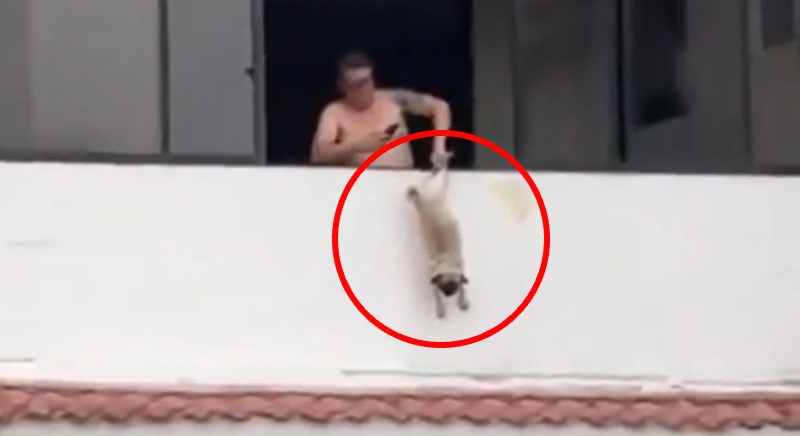 Cena revoltante! Ex-jogador comete ato cruel com cachorro