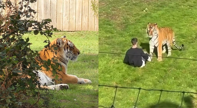Tudo filmado: jovem invade recinto de tigre e enfrenta perigo real